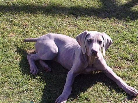 Weimaraner Dog Breed Information Puppies And Pictures