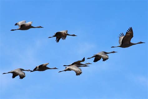 Why Do Birds Migrate Bird Migration