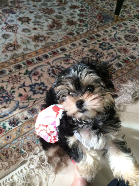 Lancaster puppies has maltese puppies for sale. Teacup maltese puppies for sale in toronto - how to get ...