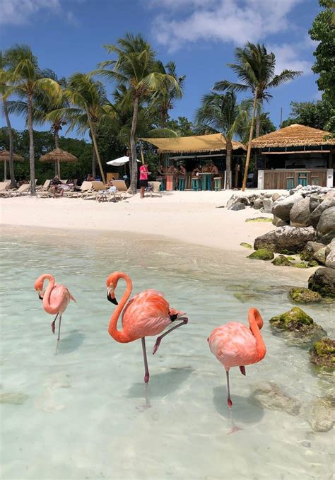 Where To Find Flamingos In Aruba Houstonia Magazine