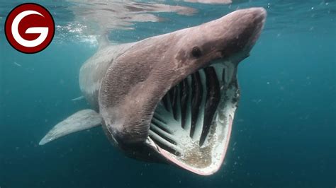 12 Fascinating And Creepy Deep Sea Creatures Youtube