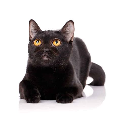 Feline 411 All About Black Cats Cattitude Daily