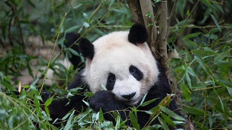 Bing Hd Wallpaper Mar 16 2024 Giant Panda Eating Bamboo Bing