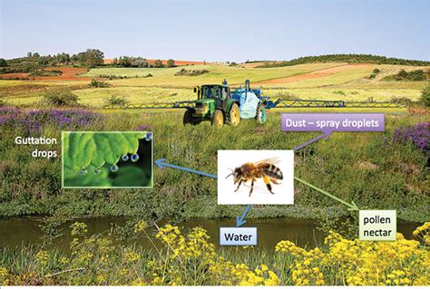 Impacts Of Pesticides On Honey Bees Intechopen