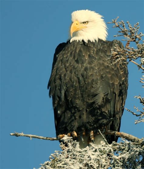 Bald Eagle Symbol Of Americas Strength And Freedom Alaska