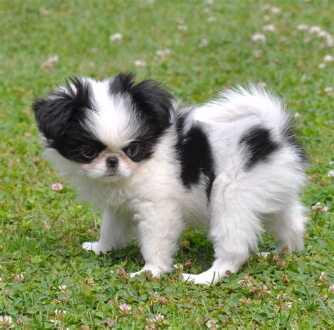 Look What I Get In 10 Days Japanese Chin Puppy Cutest Small Dog