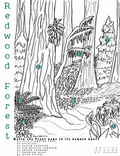 Coloring Forest Pages Redwood Adult Activity Finding