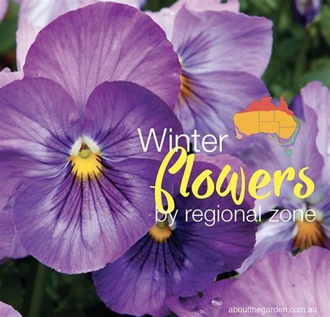 Winter Flowers Planting Guide By Regional Zones About The Garden