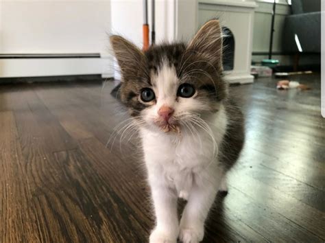 Will My Kitten Be Long Or Short Haired? | TheCatSite