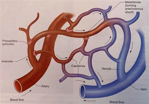 5 Types Of Blood Vessels