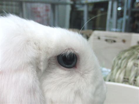 Holland Lop Blue Eyed White Bunny Rabbit Usa Holland Lop Season 3