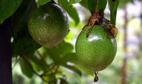 6 Passion Fruit Growing Stages From Seeds To Harvest