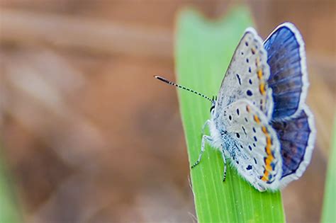 The Little Known And Endangered Karner Blue Butterfly Green Bay