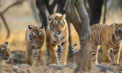 Indias Tiger Population Doubles Over 12 Years Thats Not All Good News