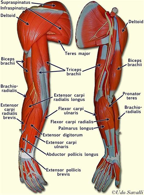 Arm Model Arm Muscle Anatomy Body Anatomy Human Body Anatomy