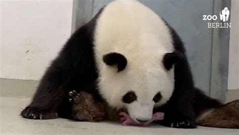 Urso Panda Fêmea Dá à Luz Gêmeos No Jardim Zoológico De Berlim