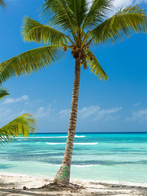 4,914 free photos of palm tree. Palm Tree And The Sea Free Stock Photo - Public Domain ...