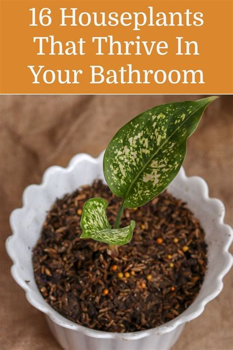 16 Best Plants That Thrive In Your Bathroom Plants Best Bathroom