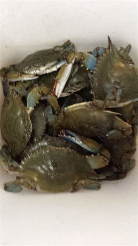 Blue Claw Crabs Photo Gallery