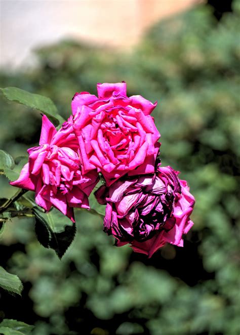 Three Pink Roses Free Stock Photo Public Domain Pictures