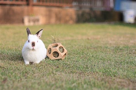 What Do Rabbits Like To Play With 8 Toys Ideas Rabbits Love Usa