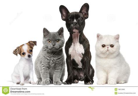 Pictures include breeds such as persian cats, exotic shorthair, ragdoll, british shorthair, maine coon and more. Group Of Dogs And Cats In Front Of White Royalty Free ...