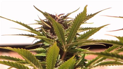 2012 Hollands Hope Outdoor Grow Cannabis Plants Hd Youtube