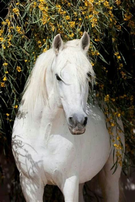 Pin By Theresa Tregaskis On Naturelovers Horses Pretty Horses White