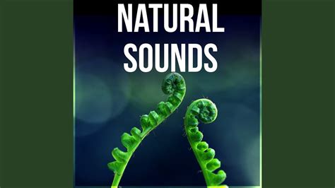 Natural Sounds Youtube