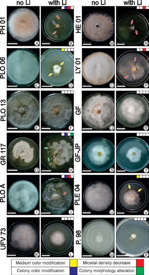 S Mycelial Morphologyof White Rot Fungi In Culture Media Supplemented
