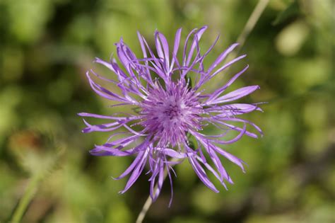 Free Images Nature Blossom Meadow Purple Petal Bloom Herb