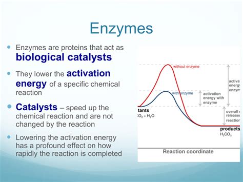 Enzymes Lower Activation Energy