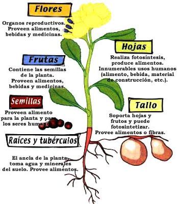 La Planta Y Sus Funciones Partes De La Planta Partes De La Misa The