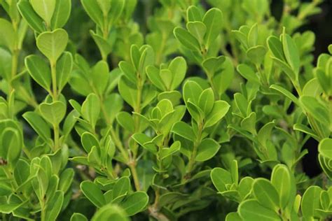 12 Different Types Of Boxwood Shrubs 2022