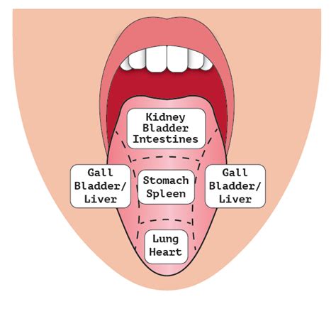 Tongue As An Indicator Of Health Learning Thursdays