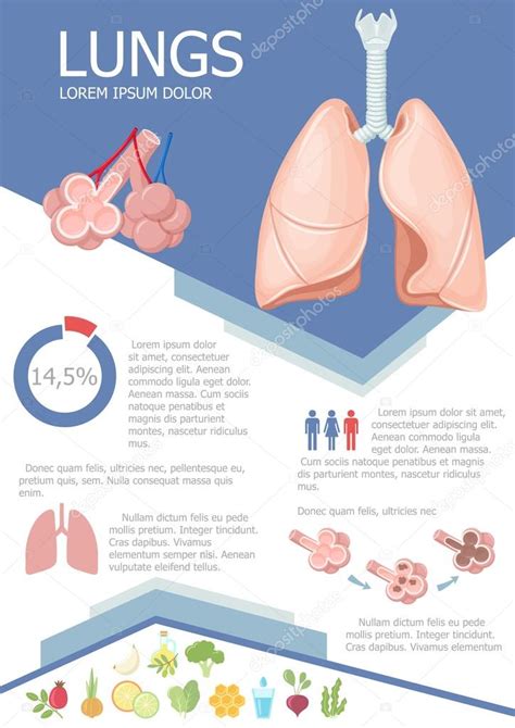 Human Lung Infographic Stock Vector Image By ©nordfox 113020408