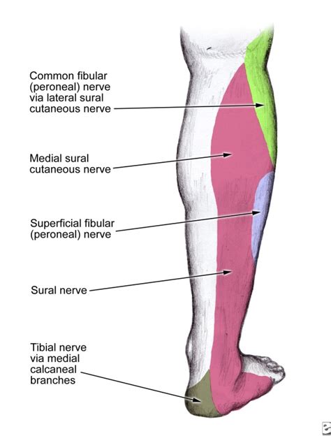 The Sural Nerve Anatomy And Entrapment Functional Anatomy Seminars