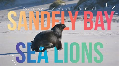Sea Lions Of Dunedin Sandfly Bay New Zealand Youtube