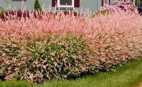 See full list on thisoldhouse.com Tri Color dappled willow Dwarf - 4" potted plant -Japanese ...