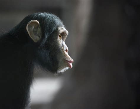 Chimps And Humans 99 Identical Dna Genetic Switches Enable Advanced