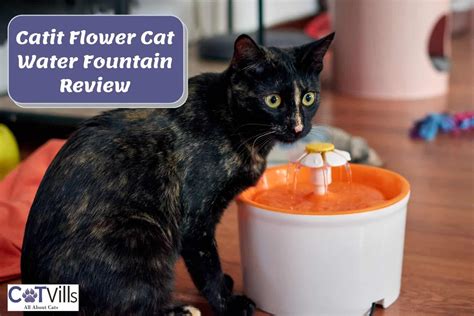 Catit Flower Cat Water Fountain Review Our Honest Take