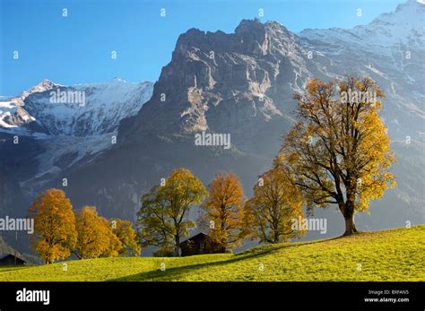 Autumn Trees In The Swiss Alps Grindelwald Switzerland Stock Photo