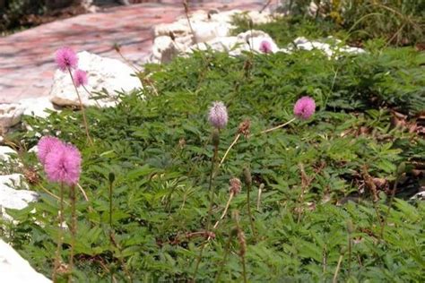 Sunshine Mimosa Plants Sensitive Plant Florida Native Plants