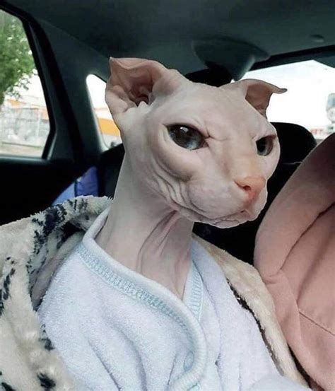 Cute Hairless Cat In Funny Photos