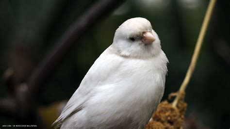 White Bird Wallpapers Wallpaper Cave