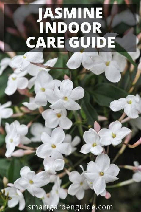 How To Grow Jasmine Indoors Read My Complete Guide To Jasmine Plant