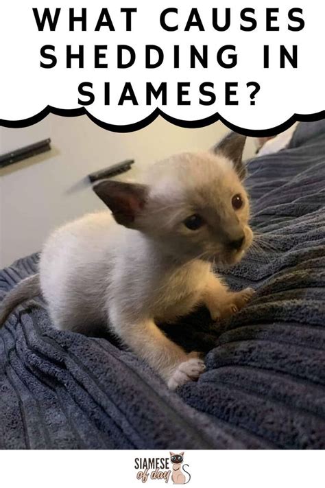 What colours do bengal cats come in? Do Siamese Cats Shed? - Siameseofday in 2020 | Siamese ...