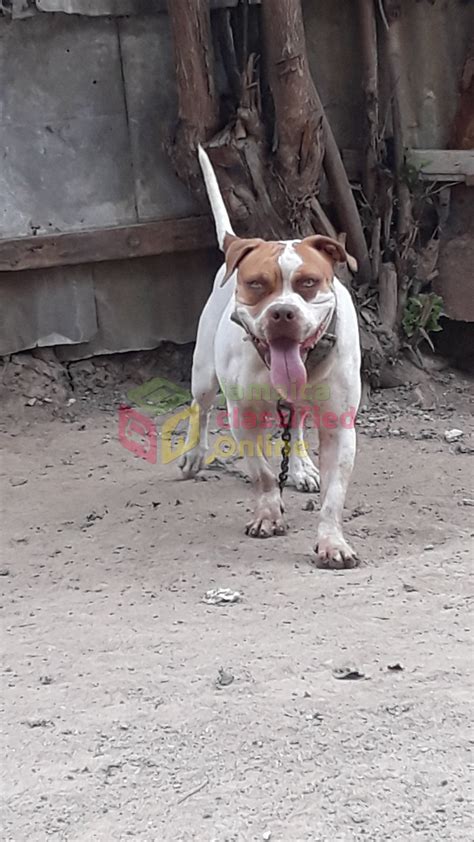 Catahoula Mix American Bulldog For Sale In Spanish Town St Catherine Dogs