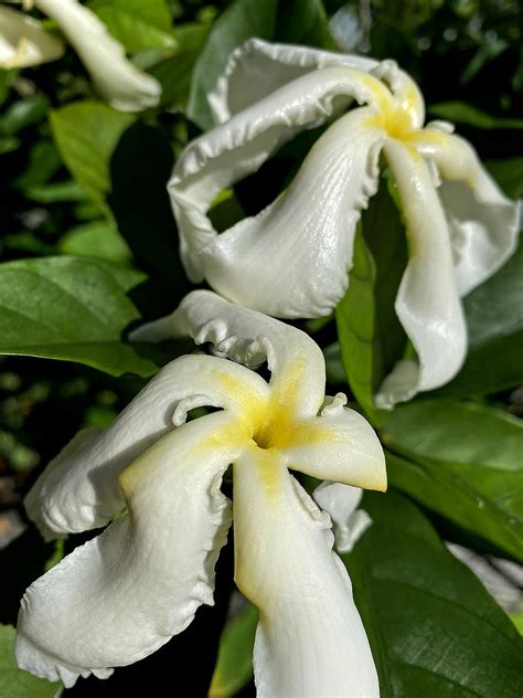 14 Easy To Grow Fragrant Tropical Flowering Plants Dengarden