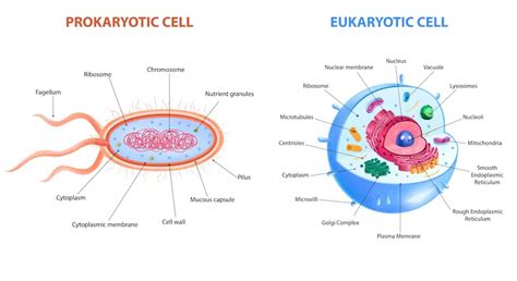 Prokaryotic Cell Structure A Visual Guide Owlcation Off